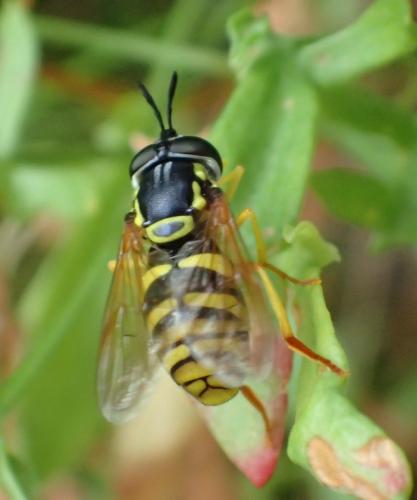 Chrysotoxum verralli